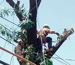 Poda y Brecha de Árboles ESEM SA DE CV