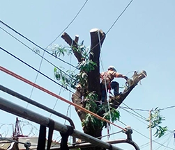 Poda y Brecha de Árboles ESEM SA DE CV