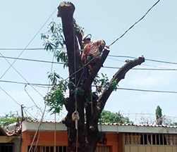 Poda y Brecha de Árboles ESEM SA DE CV